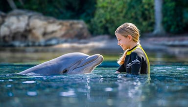 Swim with a dolphin at Discovery Cove Orlando